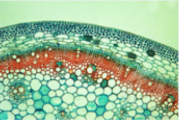 <p>Major functions: forms a protective outer covering(barrier between plant’s internal and external environment), protects delicate inner tissues, allows the exchange of materials in and out</p><p>Eg. on top and underneath the leaf.</p><p>Specialized cells:</p><ul><li><p><u>Guard cells:</u> found on the lower leaf surface; forms a stomate(pore through which CO2 enters and oxygen + water vapour exit)! Plays a significant role in transpiration(the evaporation of water from leavers).</p></li></ul><p></p>