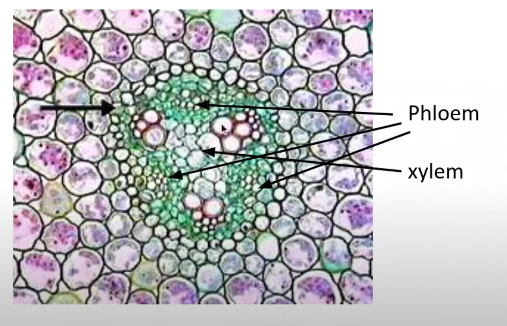 <p>x shape in the middle is the xylem</p><p></p><p>Phloem bundles around the xylem</p>