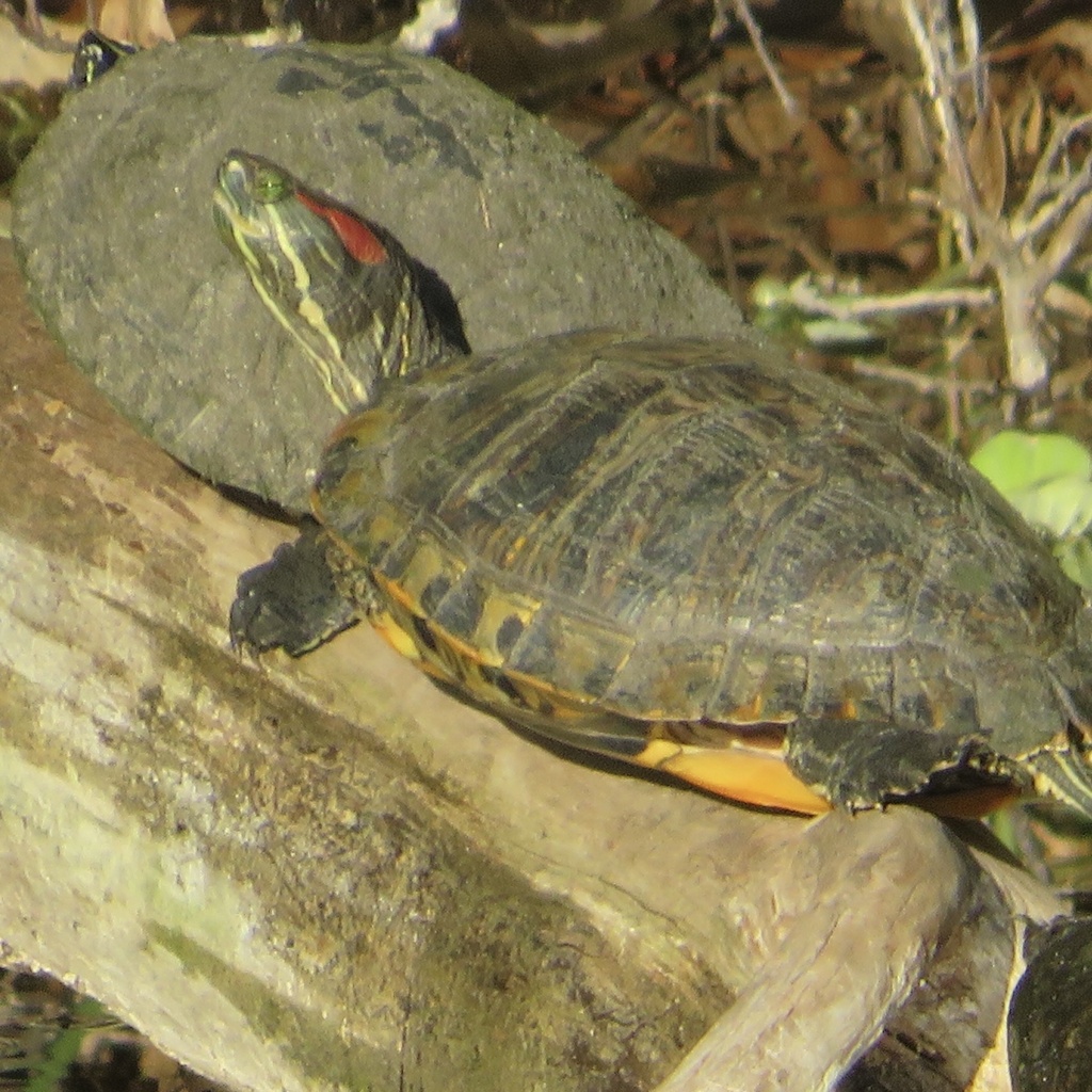 <p>Pond Slider, FL native, live in S USA until N FL, get darker shells as they age, yellow stripes on face and neck, yellow or red “ear” mark</p>