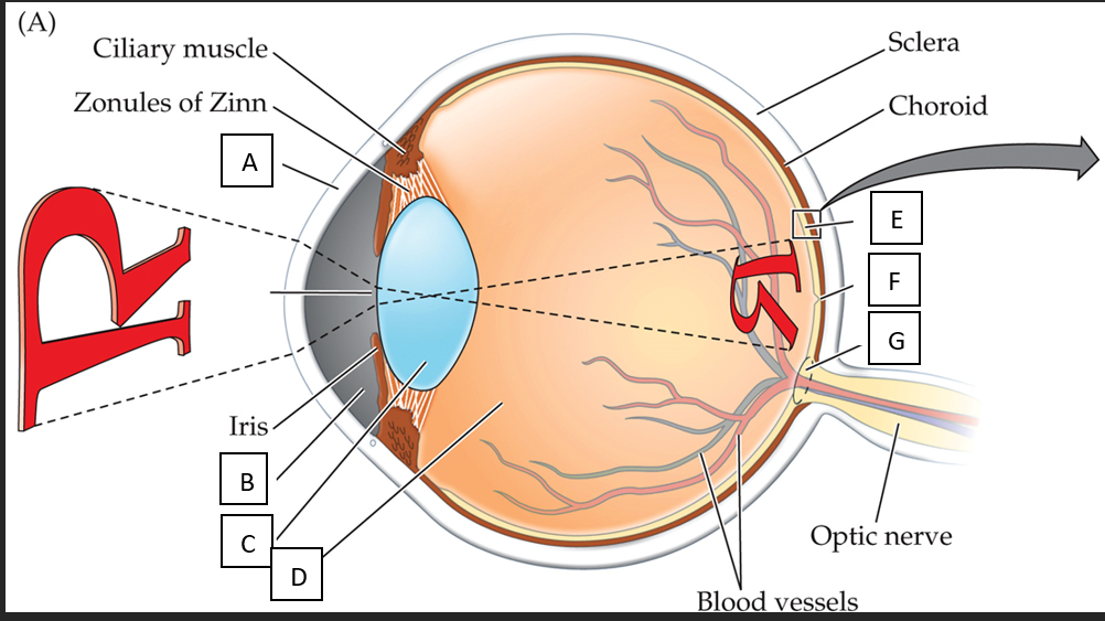 <p>Label the parts of the eye (A-G)</p>