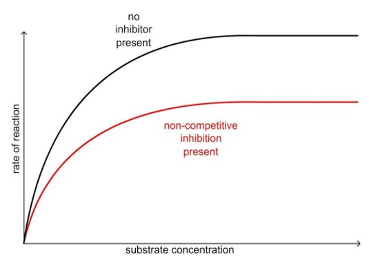 <p>not affected by increasing substrate conc.</p>