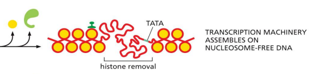 <p>requires cooperation with histone chaperones</p><p>ATP-dependent chromatin-remodeling complex removes a histone core interfering with accessibility of target gene</p><p>ATP-dependent chromatin remodeling complex dissociates</p><p> transcription machinery assembles on nucleosome-free DNA</p>