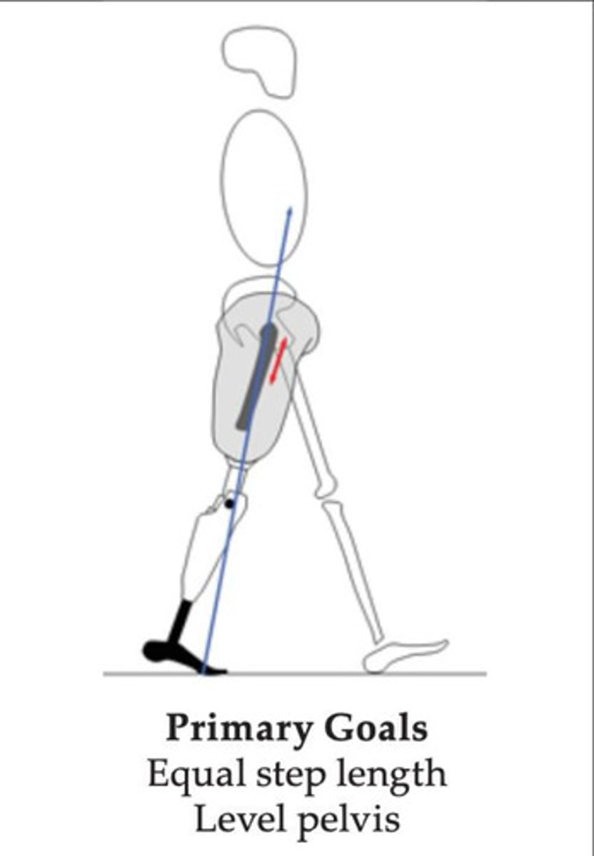 <p>1. equal step length</p><p>2. level pelvis</p>