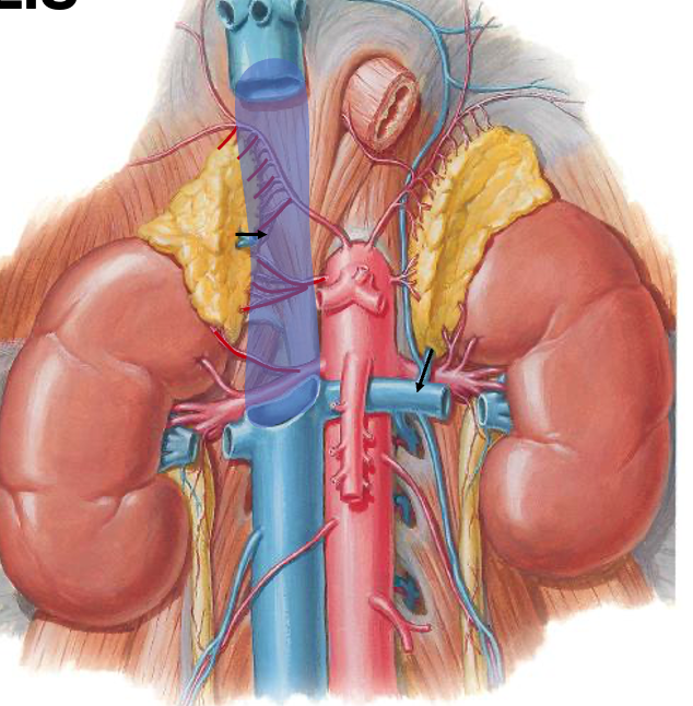 <p>Angiv arteriel forsyning af glandula suprarenalis</p>