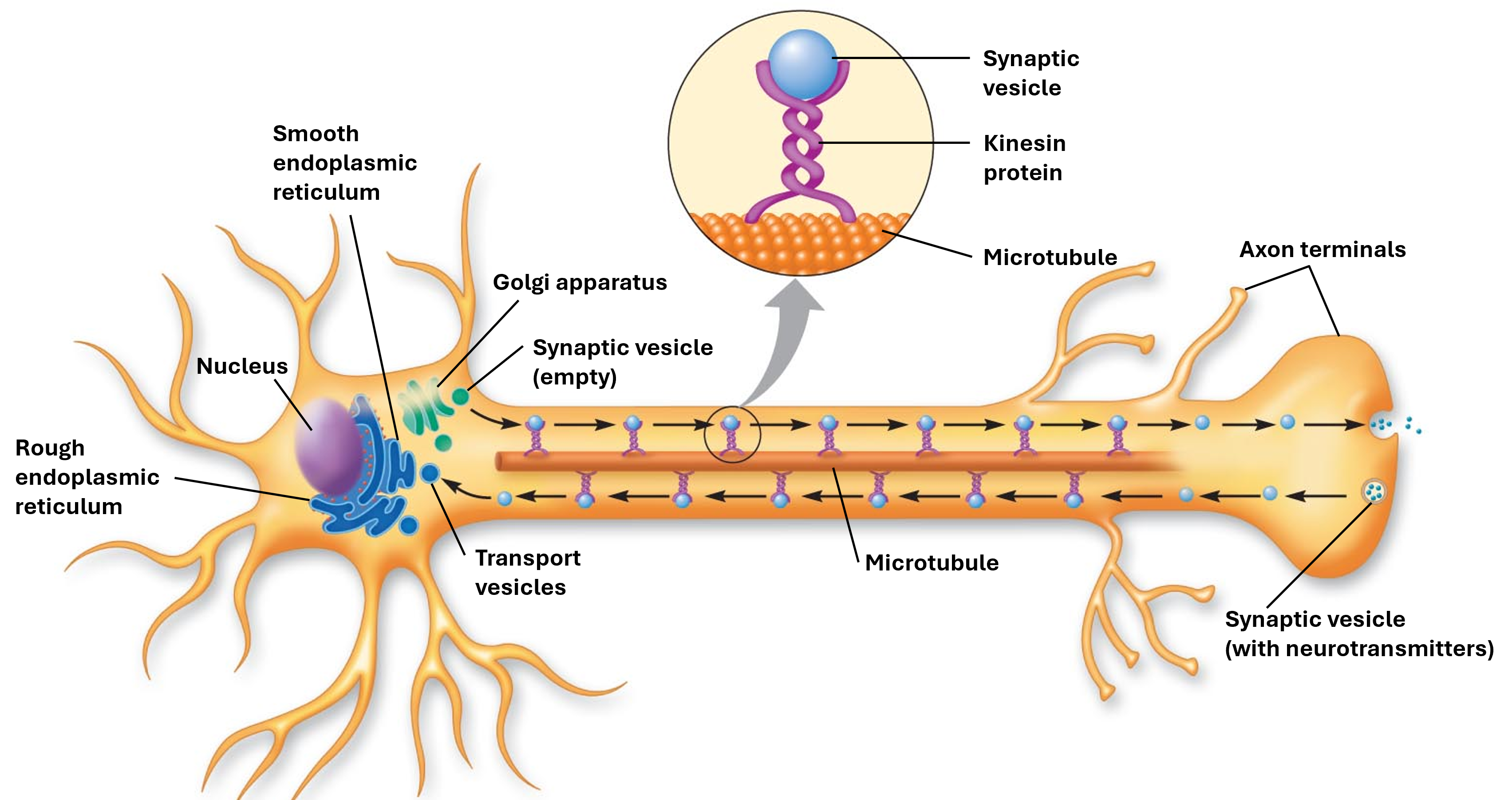 <p>store neurotransmitters that is moved via a kinesin protein in the axon</p>