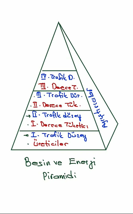 <p><strong>Düzey</strong></p>