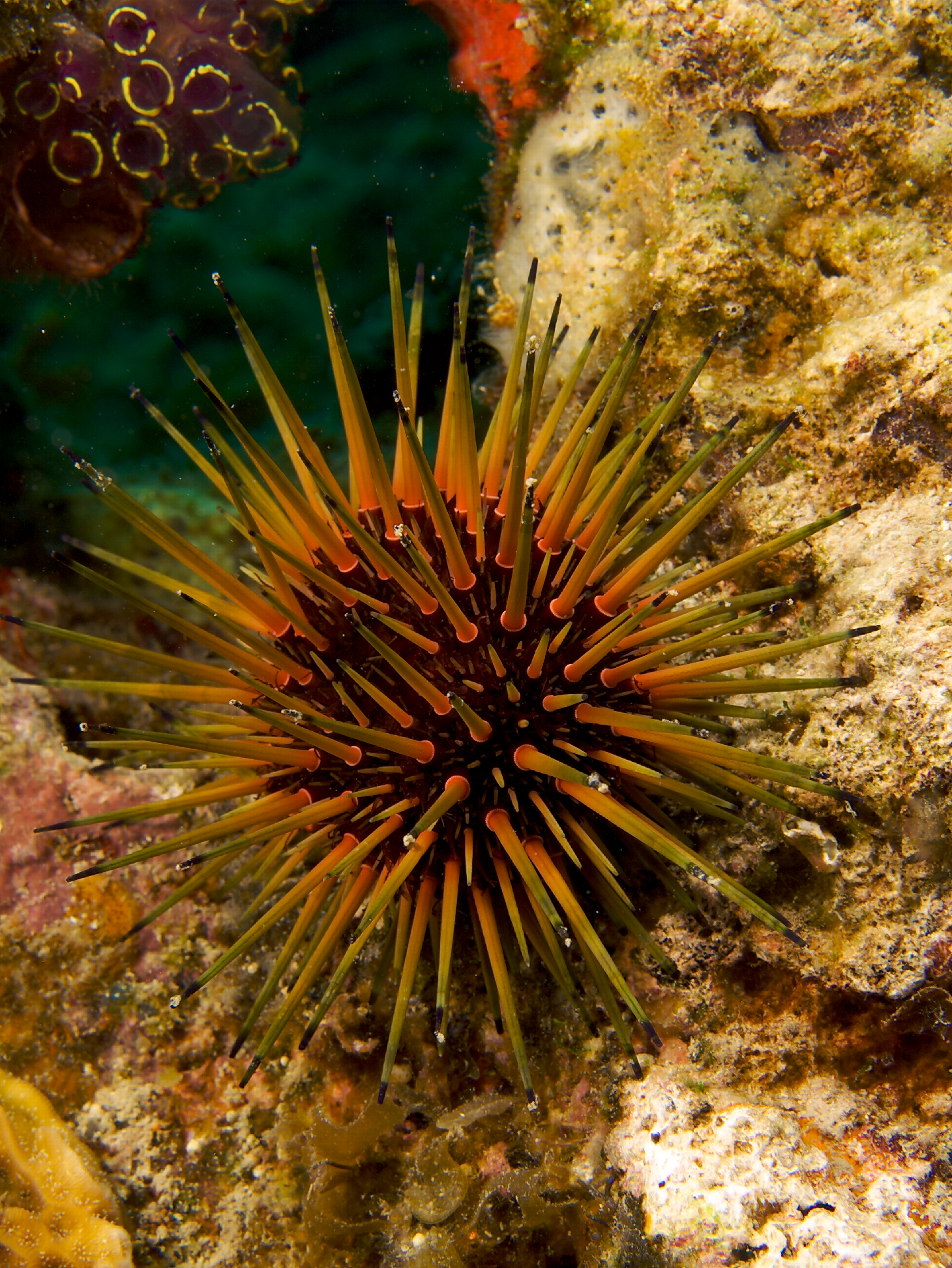 <p>smaller spiky ball - like stress ball with spines - orangey color</p>