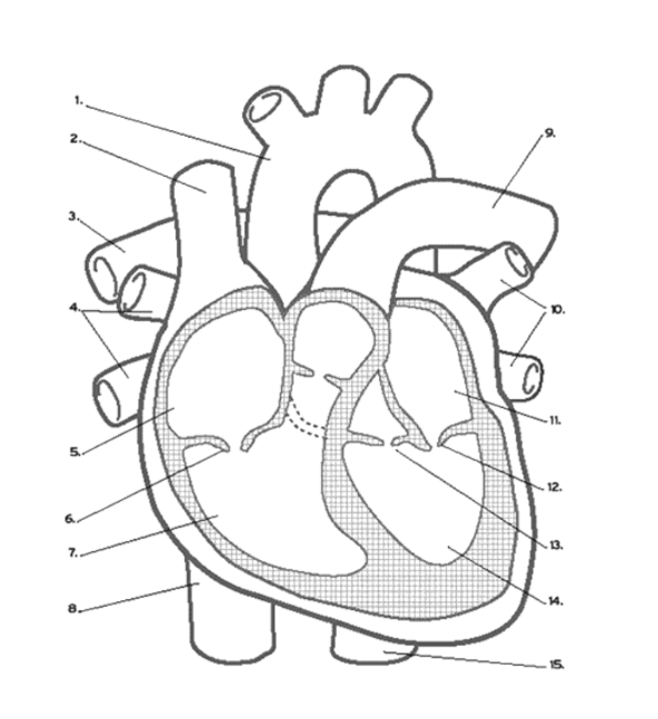 <p>What valve is found at 13?</p>