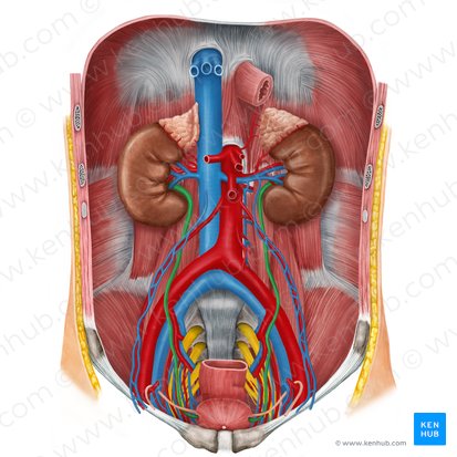 <p><strong>arterial supply </strong>of <strong>ureters</strong></p>