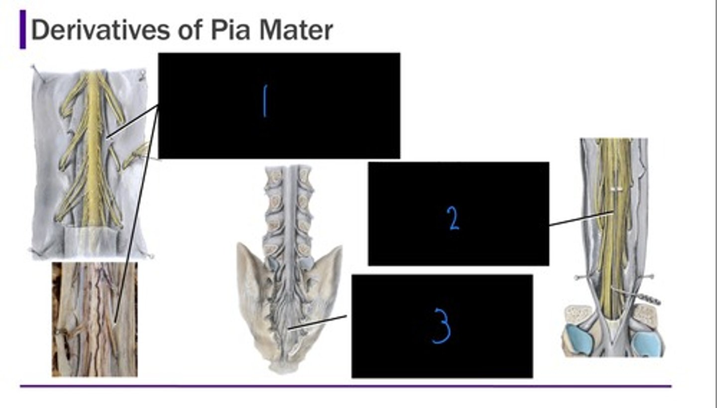 <p>what is image 1?</p>
