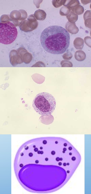 <p>myelocytes</p>