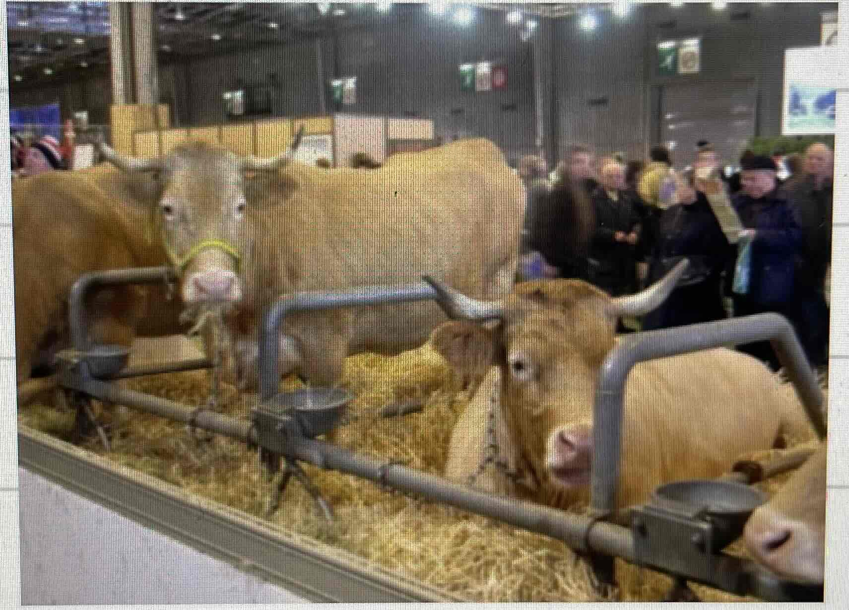 <p>All are similar size, so fit into standard cages</p>