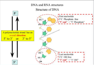 <ul><li><p>5’ end with phosphate group</p></li><li><p>3’ end with hydroxyl group </p></li></ul><p></p>
