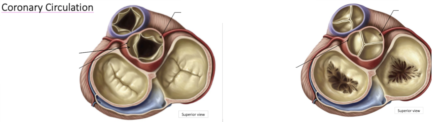 <p>Aortic Valve activity: systole vs diastole</p>