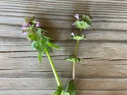 <p><span>&nbsp;Winter annual weed with square stems, scalloped leaves, and purple flowers.</span></p>