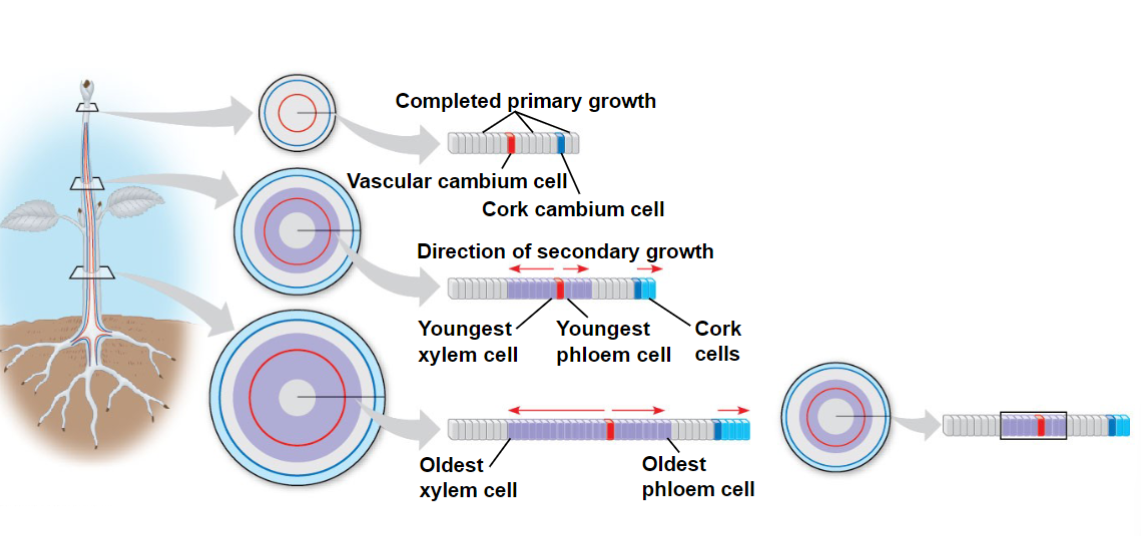<p>Cambium Growth</p>