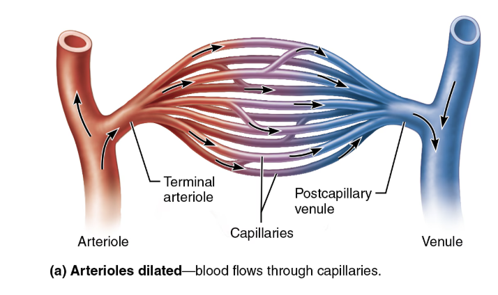 <ul><li><p><span style="color: blue;"><strong>STRUCTURE</strong></span><span style="color: red;"><strong> </strong></span></p><ul><li><p>Formation begins when capillary beds unit in <span style="color: purple;"><strong>post-capillary venules</strong></span> and merge into larger and larger <span style="color: purple;"><strong>veins</strong></span></p></li></ul></li><li><p><span style="color: red;"><strong>FUNCTION </strong></span></p><ul><li><p>Carry blood TOWARD the heart </p></li></ul></li></ul><p></p>