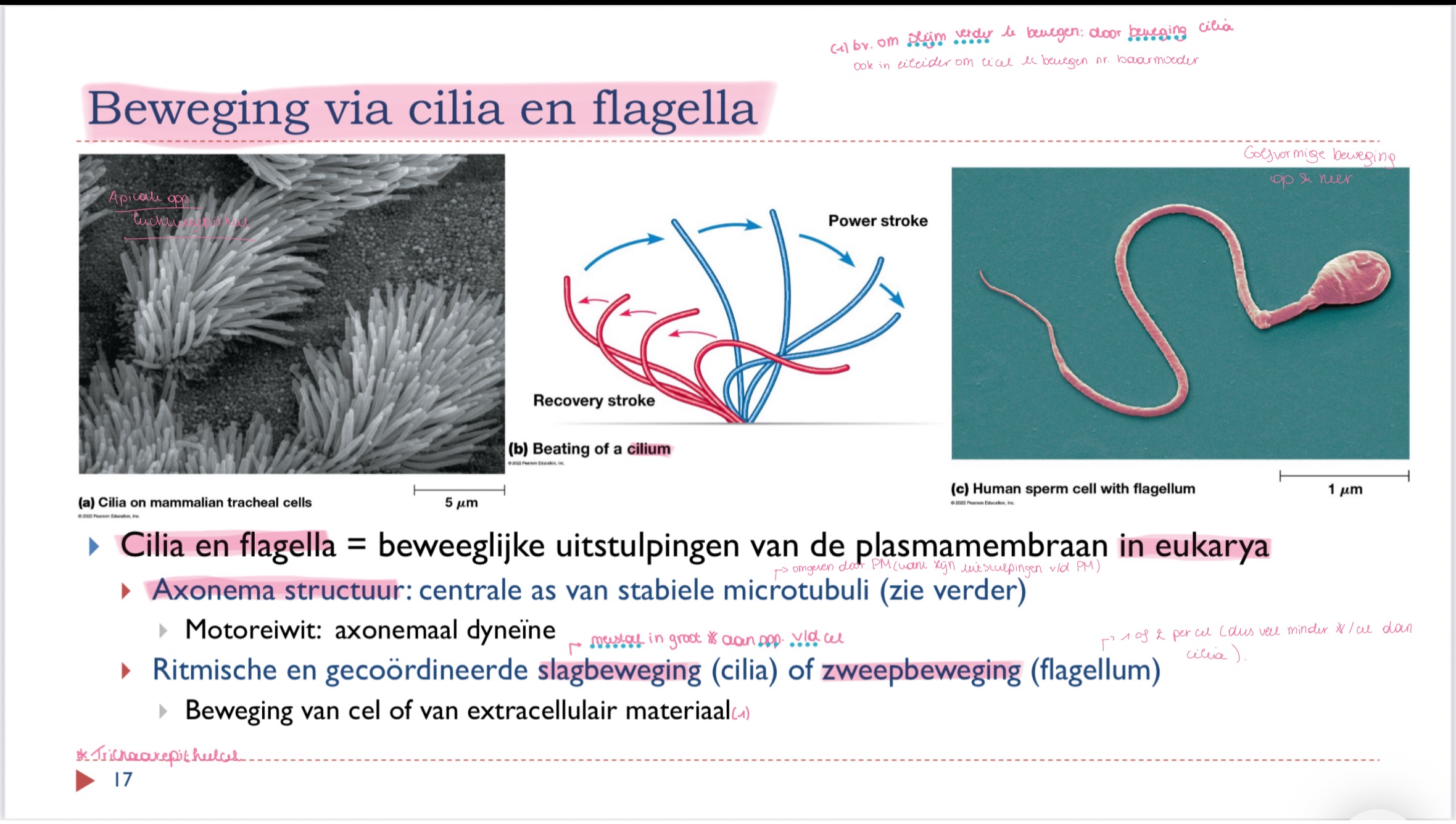 <p>axonemaal dyneïne</p>