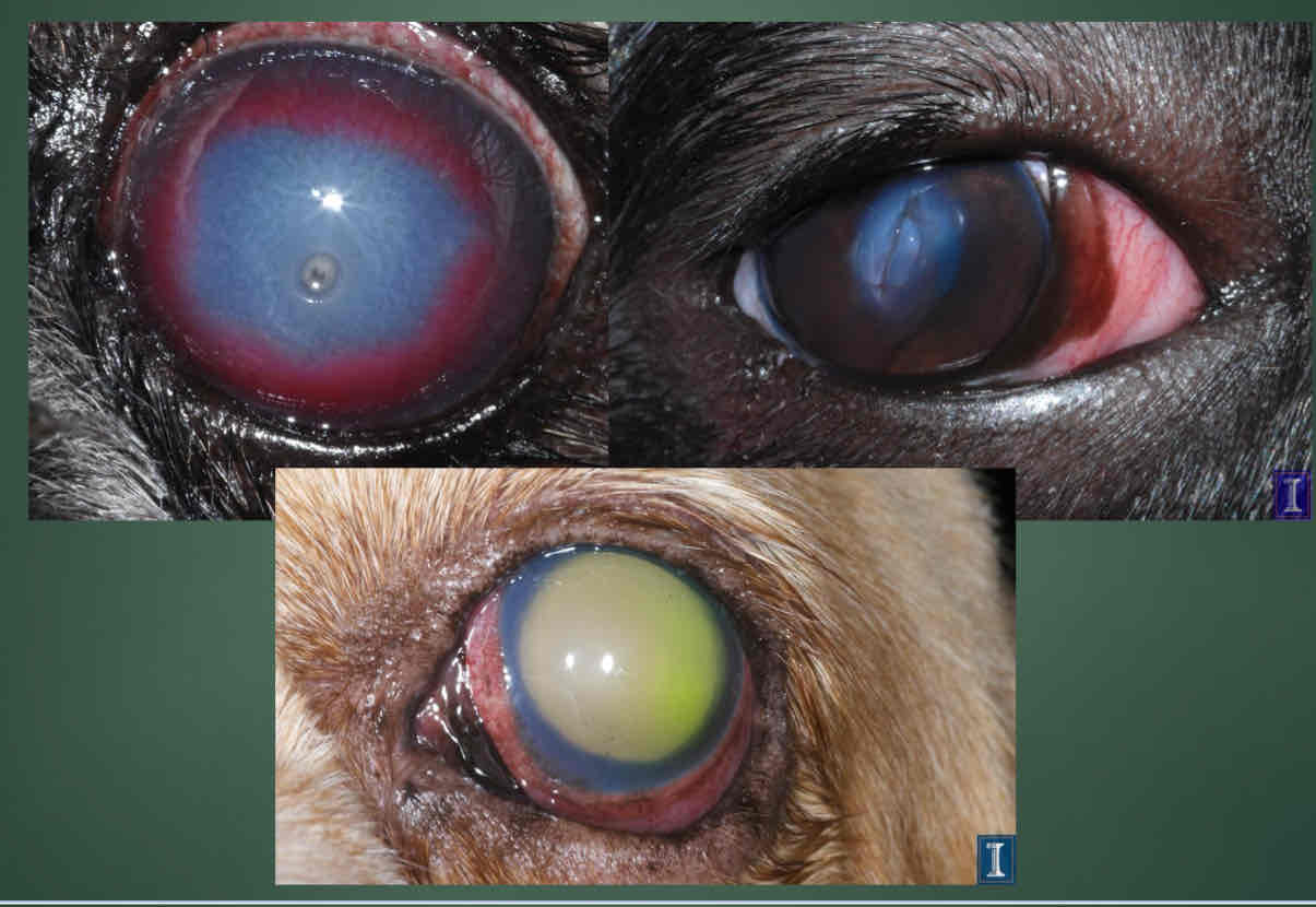 <p>Epthelium natural barrier to edema. </p>