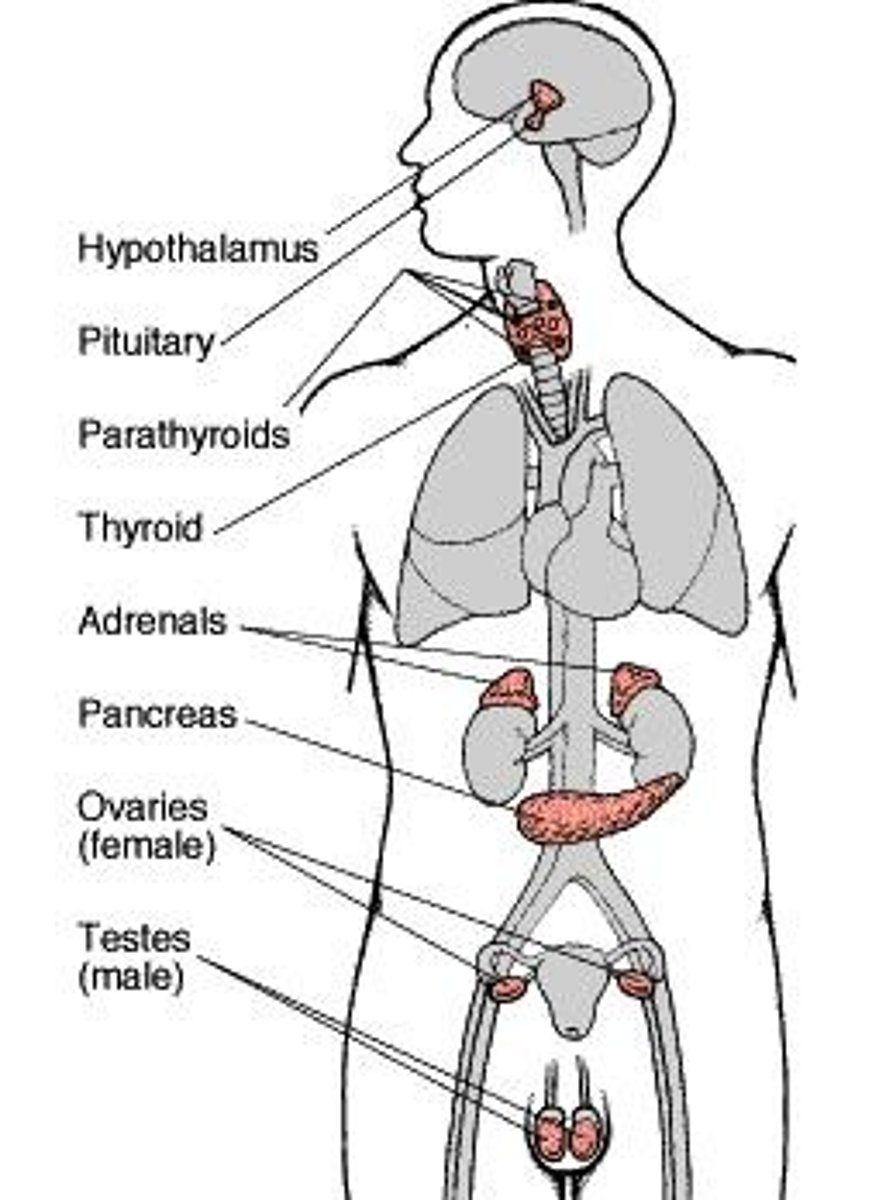 <p>Pituitary gland, hypothalamus, thymus, pineal gland, testes/ovaries, thyroid, adrenal glands, parathyroid, pancreas.</p>