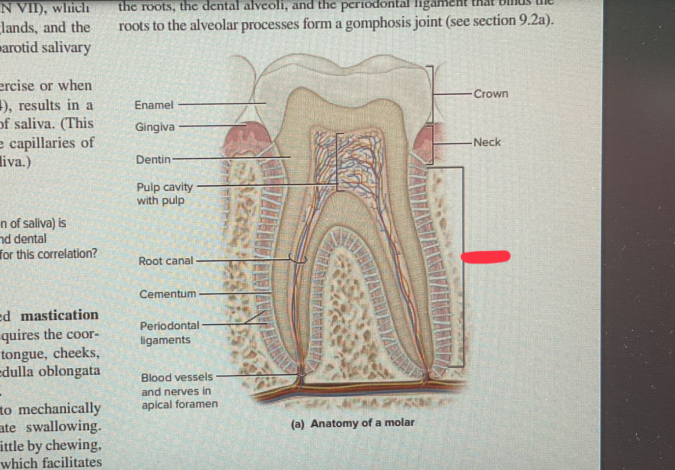 knowt flashcard image