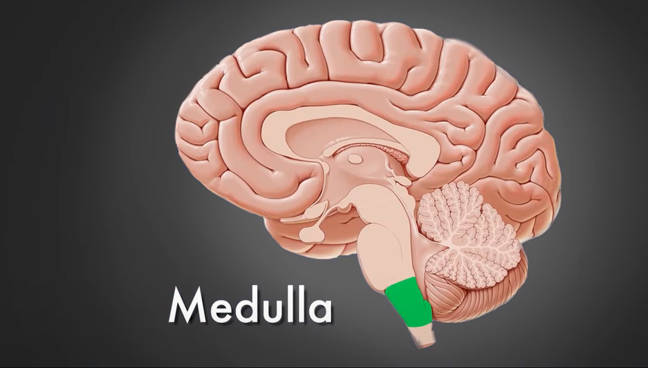 <p>Medulla</p>