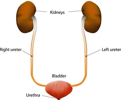 <p>Part of the excretory system that removes liquid waste (urine) from the body.</p>