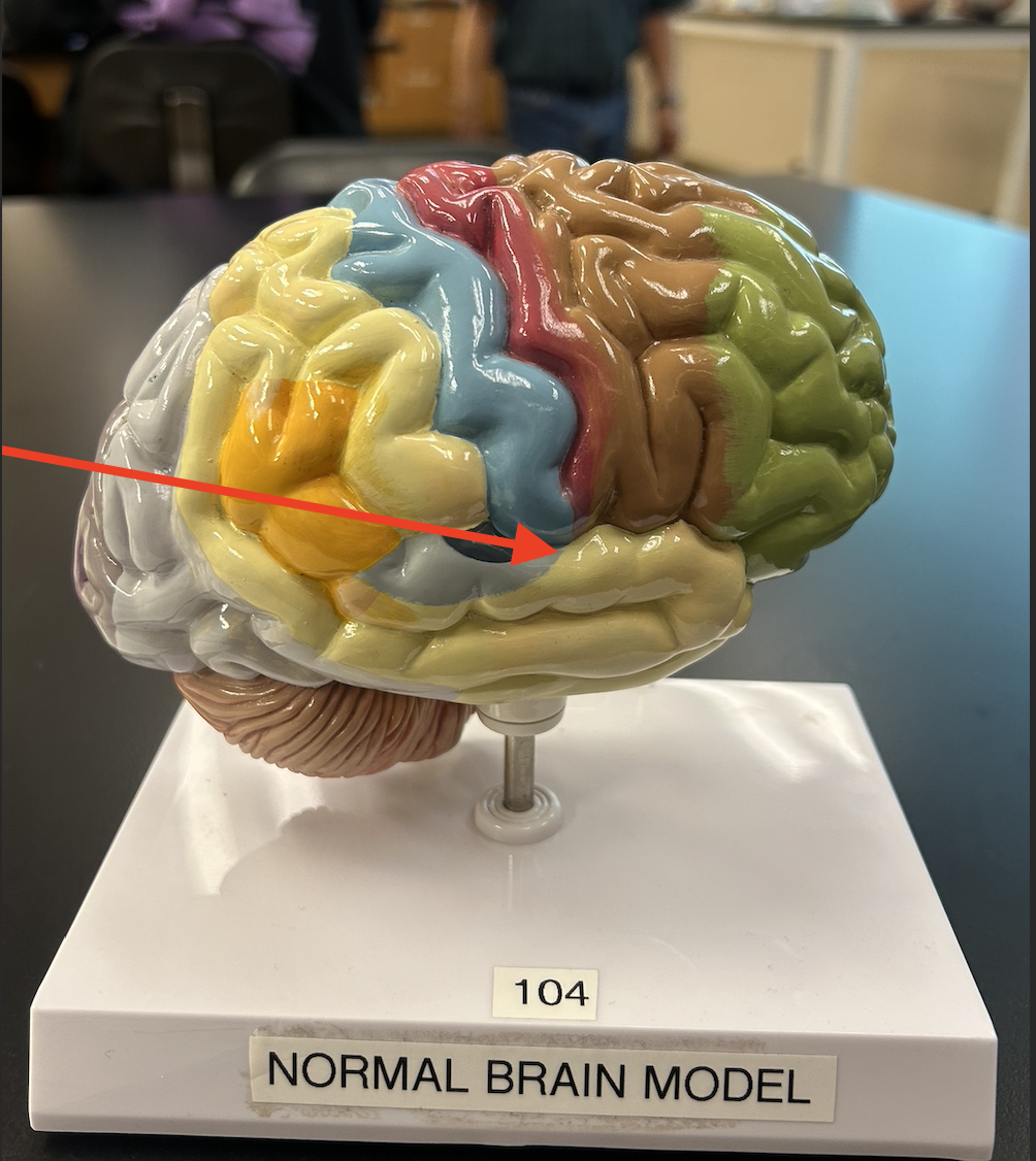 term image
