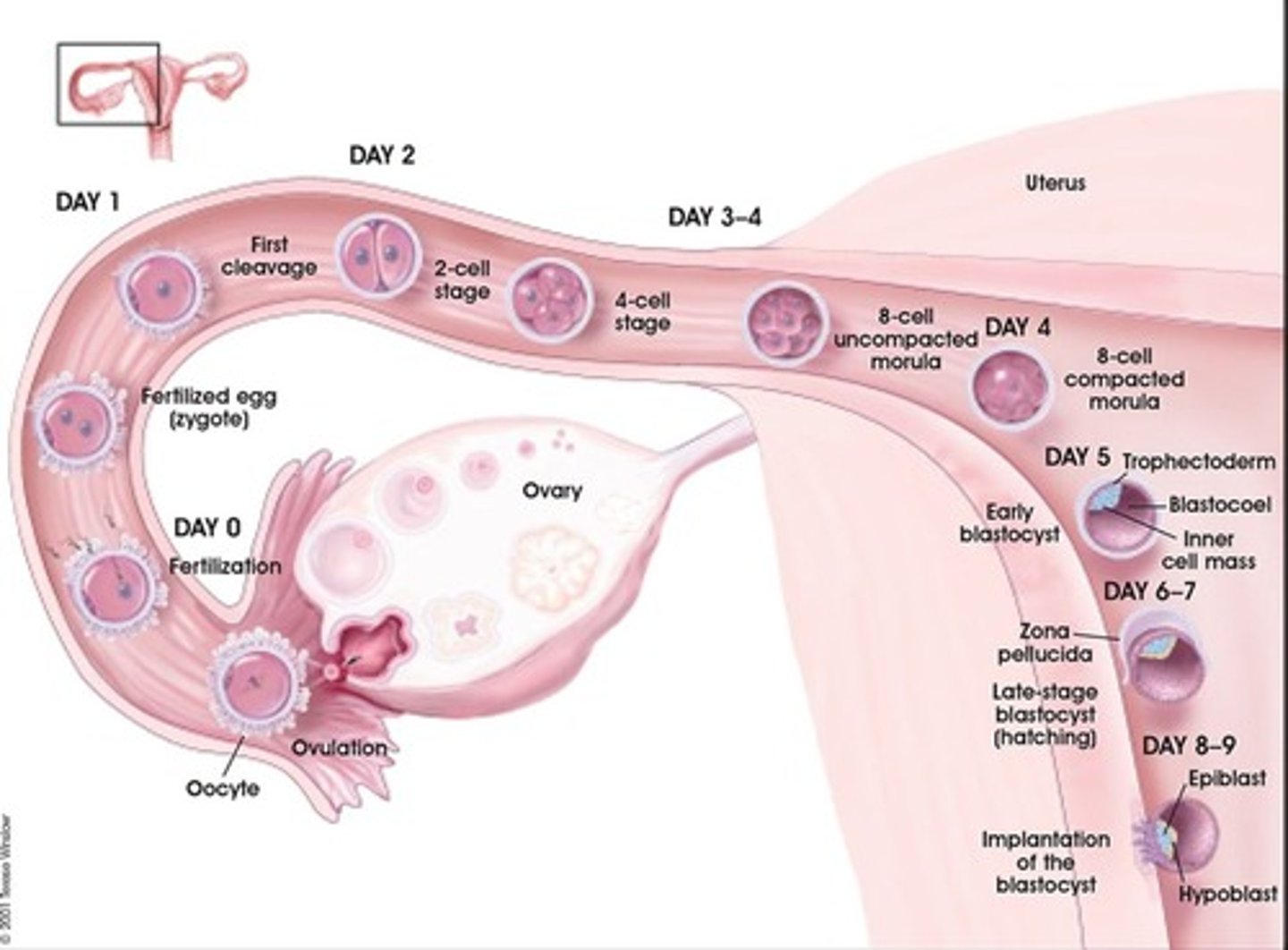 <p>a period of cell division during day 1 - day 3 or 4 of embryonic development that includes rapid cell division of embryo with NO cell growth</p>