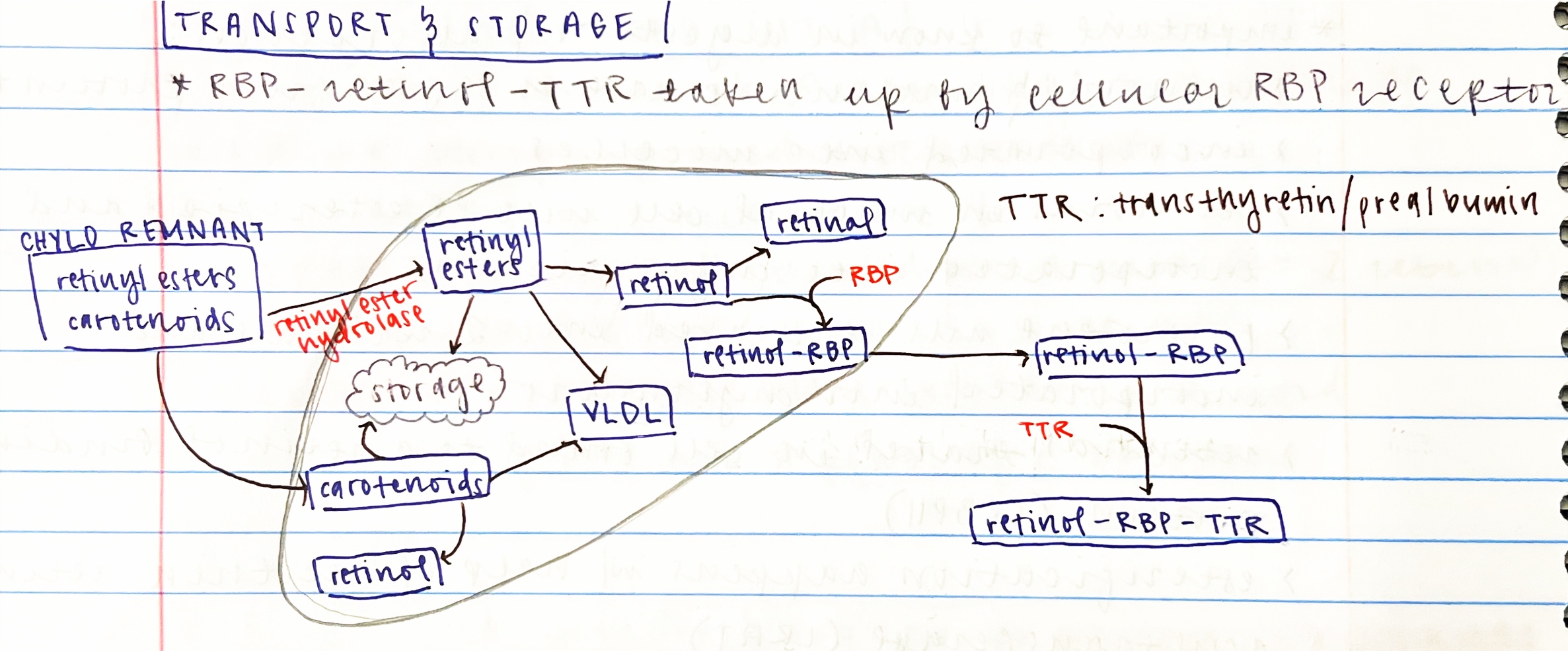
1. retinyl esters are taken up into the liver - retinol and FA are released by retinyl ester hydrolase 
2. carotenoids freely enter liver - can be made into retinol 
3. retinyl esters and carotenoids can either be put into storage or into VLDL 
4. retinyl esters can also be made into retinol
5. this retinol can either be made in to retinal or retinol-RBP by RBP 
6. retinol-RBP is released into the blood as retinol-RBP-TTR with the addition of TTR 