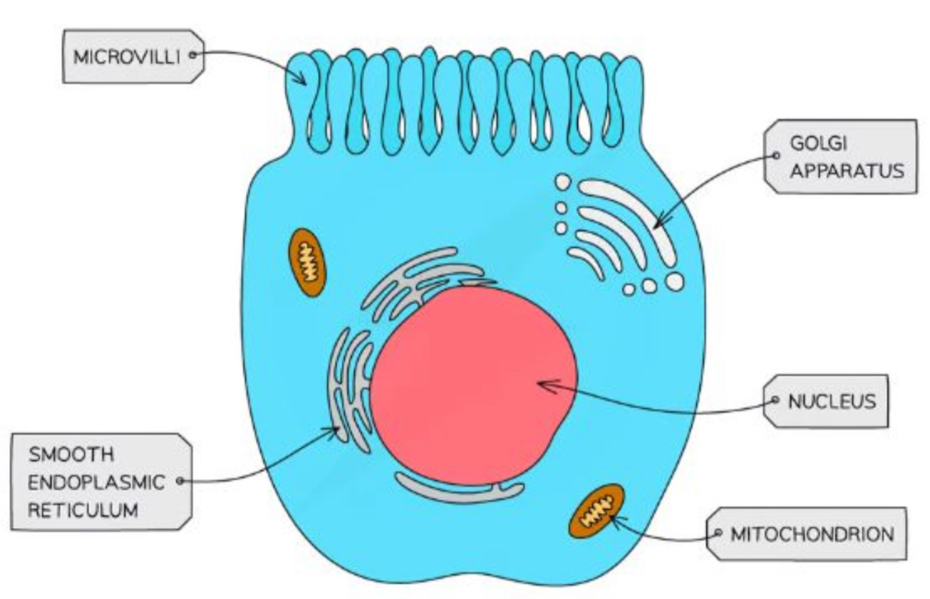 <p>Cell membrane projections that increase the surface area for absorption</p>