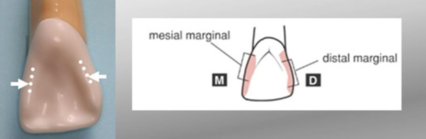 <p>On incisor and canine teeth, the ridges on the mesial and distal border of the lingual surface.</p>