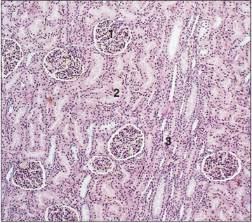 <p>Identify the structure:</p><p>Specie:</p><p>Parts:</p><p>1.__ 2.__ 3.__ </p><p>Stain used:</p>