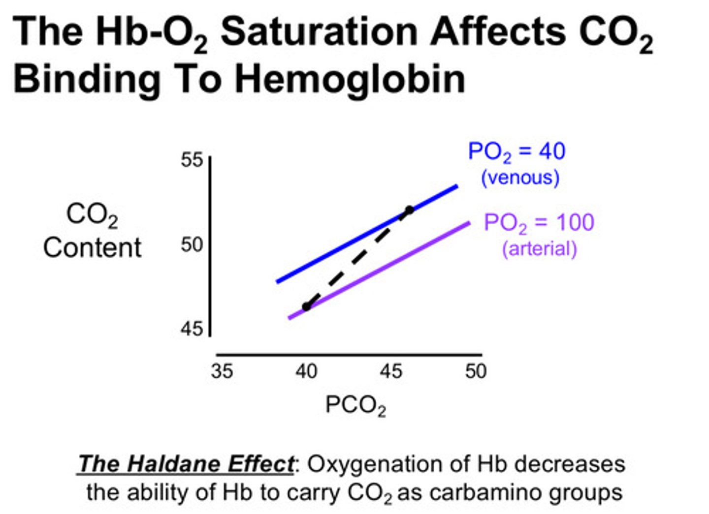 <p>1) as blood moves across pulmonary capillary bed, PO2 rises as oxygen diffuses in from the alveoli —&gt; increases Hb oxygen saturation</p><p>2) as conformation of Hb changes, its affinity for CO2 goes down so Hb kicks off the CO2 from the terminal ends of the hemoglobin chains</p><p>3) this then frees CO2 to diffuse across the alveolar-capillary barrier</p><p>4) out at the tissues, as blood moves through the capillaries, the oxygen is offloaded from Hb; as Hb-O2 saturation goes down, Hb's affinity for CO2 increases —&gt; more likely to pick up the CO2 produced by tissue metabolic activity so it can be transported to lungs</p>