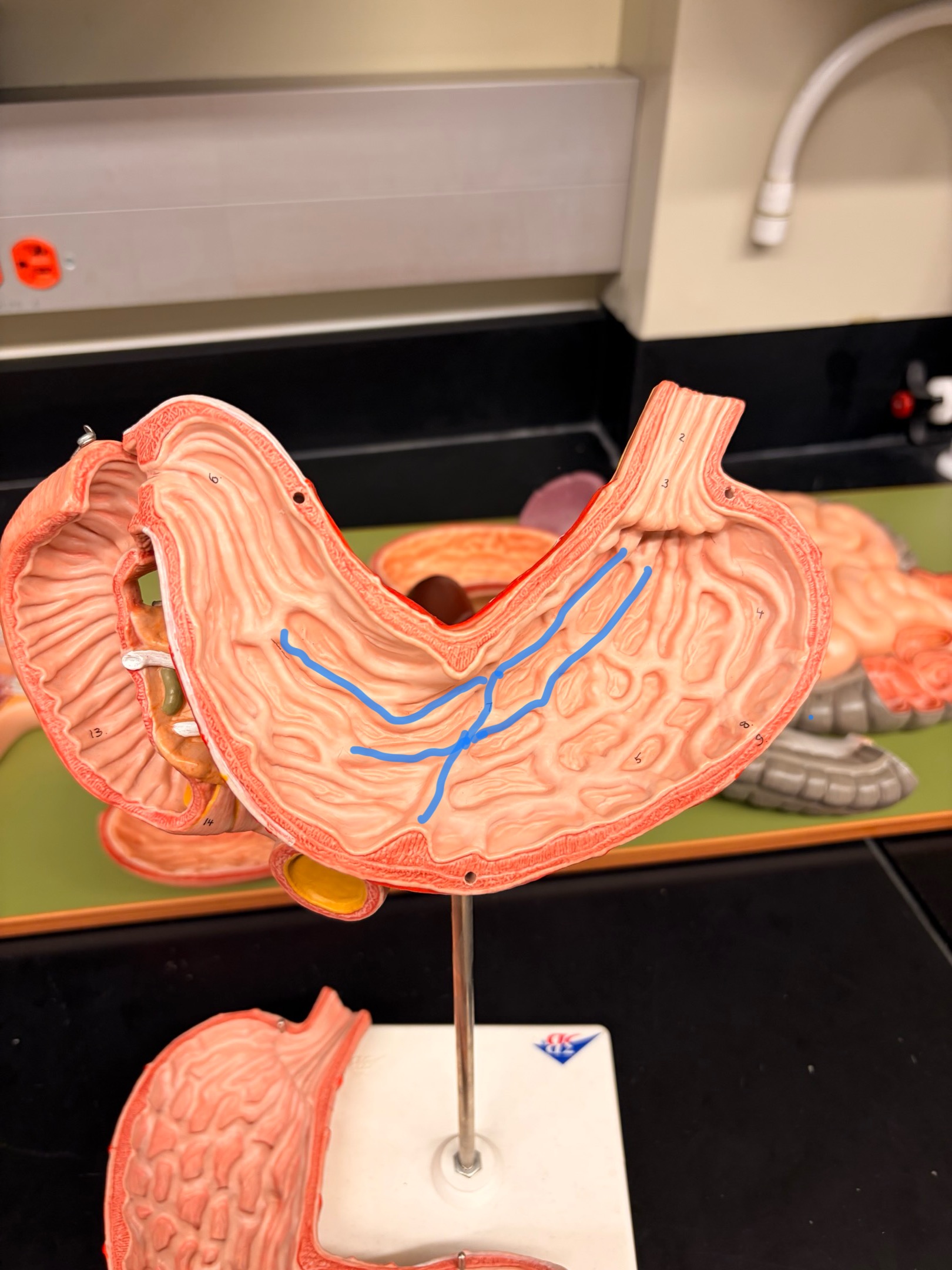 knowt flashcard image