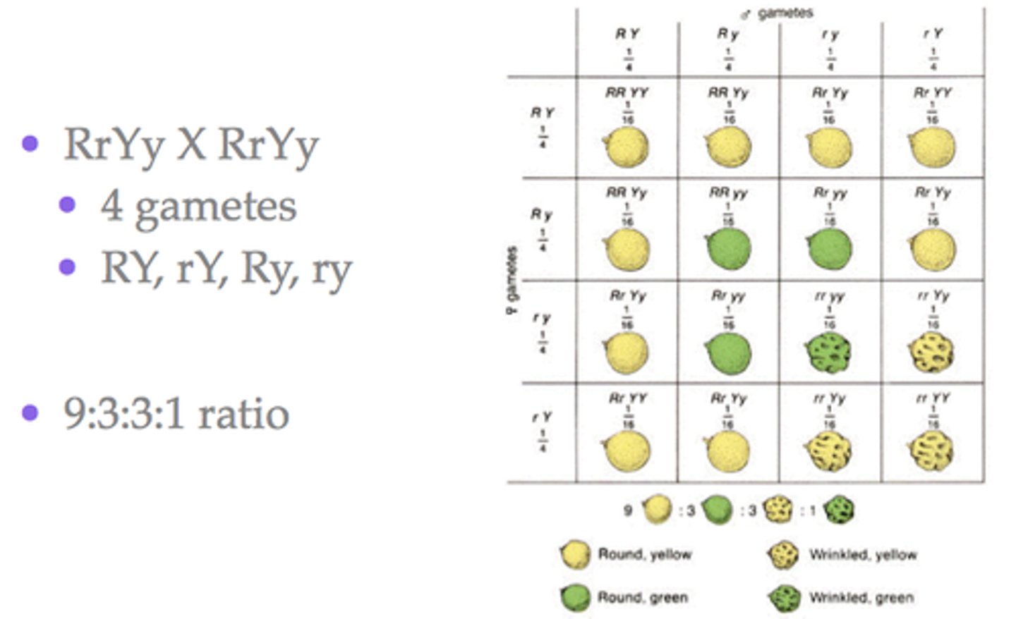 <p>The inheritance of two characteristics which are controlled by different genes. Specifically in a cross between parents that are heterozygous for both traits.</p>