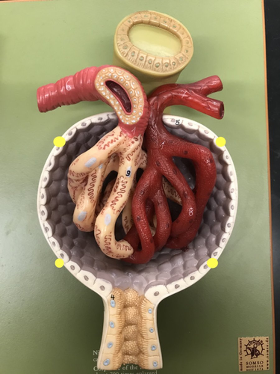 <p>Name this STRUCTURE</p><p>White, outer layer</p>