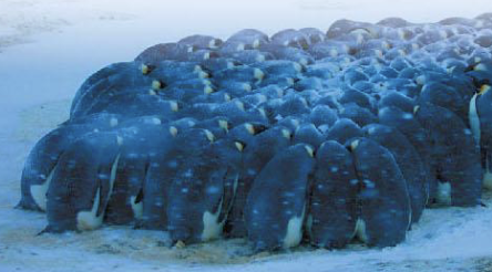 <p>reaction; packing together reduces exposure (to harsh weather)</p>