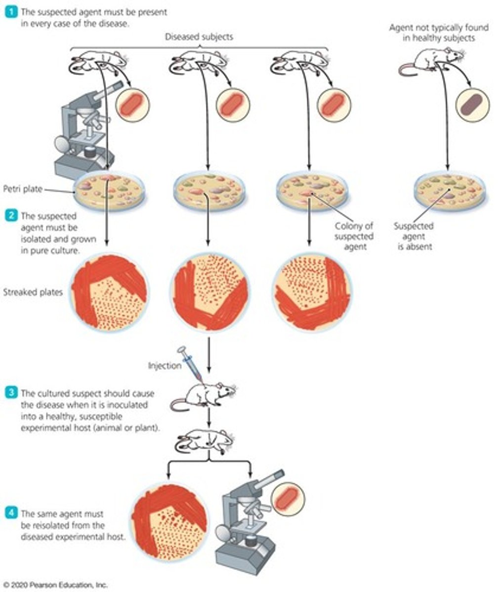 <p>A set of postulates one must satisfy to prove that a particular pathogen causes a particular disease</p>