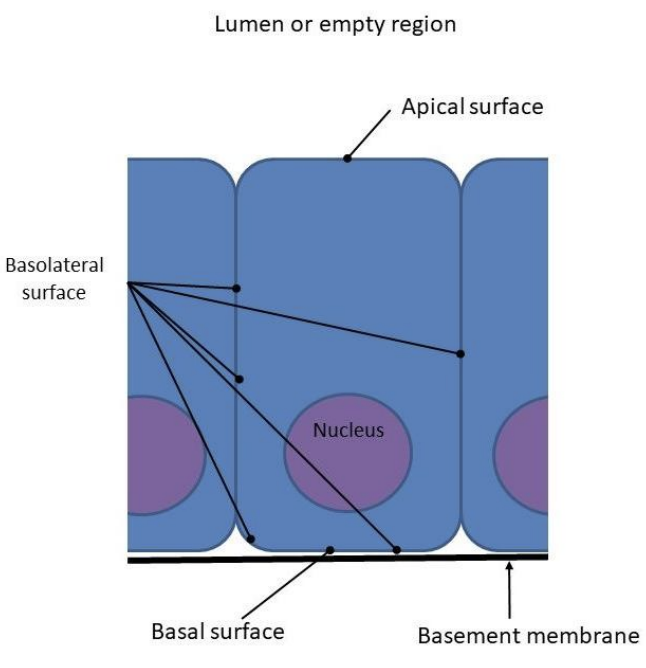 <p>continuous sheets, minimal ECM</p><p>functions: protection, secretion, absorption</p><p>Polarity: apical, basal</p><p>Avascular, supported by connective tissue (no blood supply-depends on exchange of nutrients in the surrounding tissue)</p><p>replace all pics with slides</p>