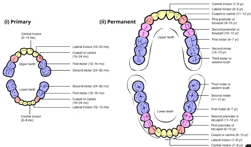 knowt flashcard image