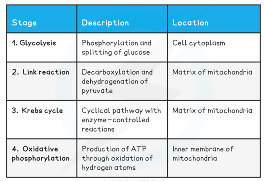 * Glycolysis
* The link reaction 
* The krebs cycle 
* Oxidative phosphorylation