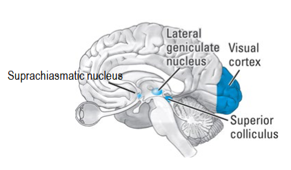<p>From <span style="color: red">photosensitive RGC</span> axons to suprachiasmatic nucleus (SCN) in <span style="color: red">hypothalamus</span>.</p><ul><li><p>Circadian rhythms and pupillary reflex.</p></li></ul><p></p><p>notes</p><ul><li><p>sensitive to blue lights</p></li><li><p>transmits information about what time of the day it is. </p></li></ul><p></p>