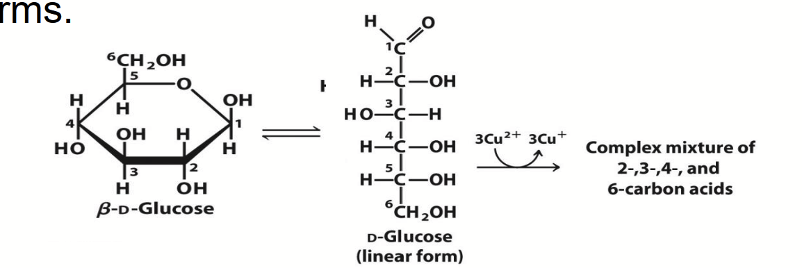 <p>The carbonyl carbon of sugars undergo a <strong>redox reaction</strong> with cupric ion (Cu<sup>2+</sup>) under alkaline conditions. The carbonyl carbon is oxidized to a carboxylic acids and Cu<sup>2+</sup> is reduced to cuprous ion (Cu<sup>+</sup>), forming a <strong>red precipitate</strong>.</p><p>This chemical property provides a simple basis for detecting the presence and concentration of a sugar like glucose (e.g. Fehling’s reaction).</p><p>Note: this redox reaction occurs <strong>only with the linear form</strong> (the form with the carbonyl carbon; the aldehyde or ketone form), which exists in equilibrium with the cyclic forms.</p>