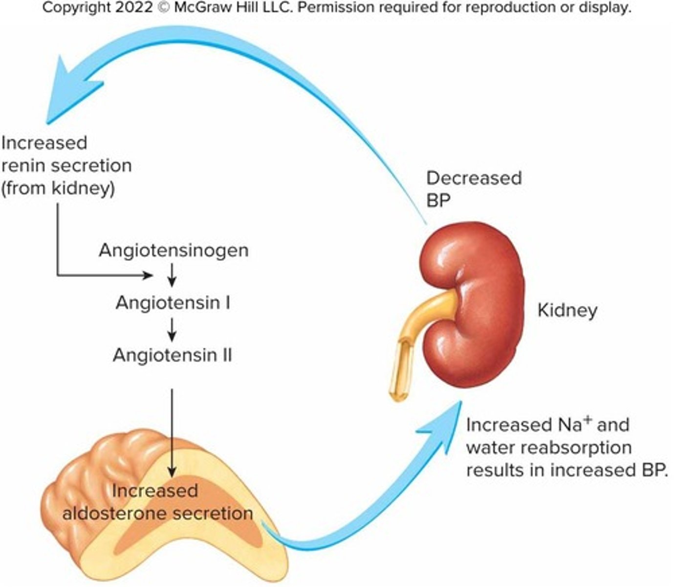 <p>A decrease in blood pressure.</p>