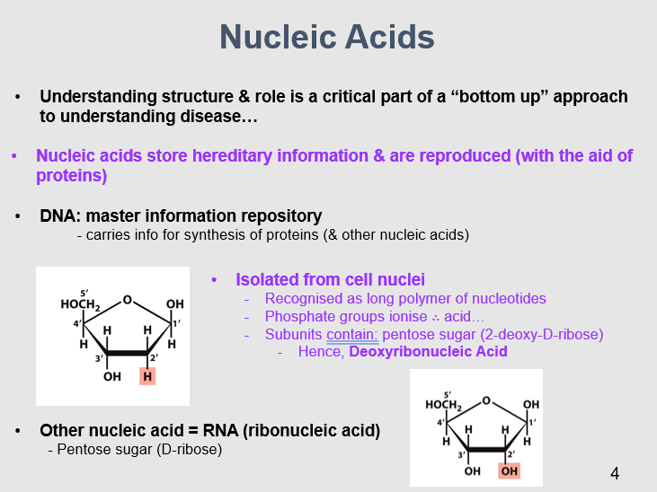 <p>Nucleic acids are central to the molecular processes that govern gene expression and genetic information storage. A "bottom-up" approach involves studying these molecular processes to gain insights into the causes and mechanisms of diseases. </p>