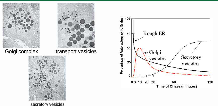 <ul><li><p>y axis: % of autoradiographic grains on TEM image (due to radioactively-labelled proteins)</p></li><li><p>x axis: time (length of chase) from 0-120 mins&nbsp;</p></li></ul><p></p>