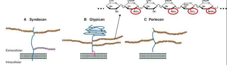 <ul><li><p>HSPGs are important extracellular modifiers of cell-cell signalling, particularly for growth factors like FGFs.</p></li><li><p>HSPGs consist of: a protein core (can be transmembrane, tethered or secreted) and long chains of <strong><u>heparan</u></strong> sulfate sugars (complex polysaccharide chains attached to the protein core).</p></li><li><p>Each sugar unit in the heparan sulfate chain can be modified in many different ways. A critical modification is <strong>sulphation</strong>. Different patterns of sulphation create unique binding sites.</p></li><li><p>Due to the numerous sulfate groups, heparan sulfate chains are highly polyanionic (negatively charged). This charge is important for their interactions with positively charged proteins.</p></li><li><p>The specific pattern of sugar modifications, particularly sulphation, can create a "code" that forms precise binding sites for specific proteins, such as different FGF ligands (e.g., FGF2). This allows for specificity in FGF-HSPG interactions.</p></li><li><p>HSPGs act as a <strong>co-receptor</strong> for FGFs. They help to:</p><ul><li><p><strong>Increase local concentration</strong> of FGF ligands near the cell surface.</p></li><li><p><strong>Promote dimerization</strong> of FGF-bound FGFRs, which is essential for receptor activation and initiation of downstream signaling.</p></li><li><p><strong>Stabilise</strong> the FGF-FGFR complex.</p></li></ul></li></ul><p></p>