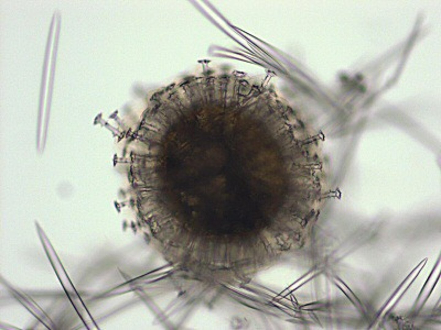 <p>Packets of embryonic cells with a thick protective coating are formed internally.</p>