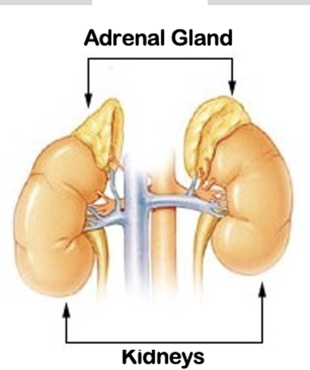 <p>Theca cells of the ovarian follicle</p><p>Adrenal gland</p>